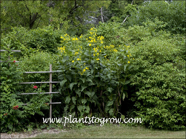 Cup Plant (Silphium perfoliatum
This is 2 plants in the back corner of my lot near a moist area. They have been in this spot for 3 years.